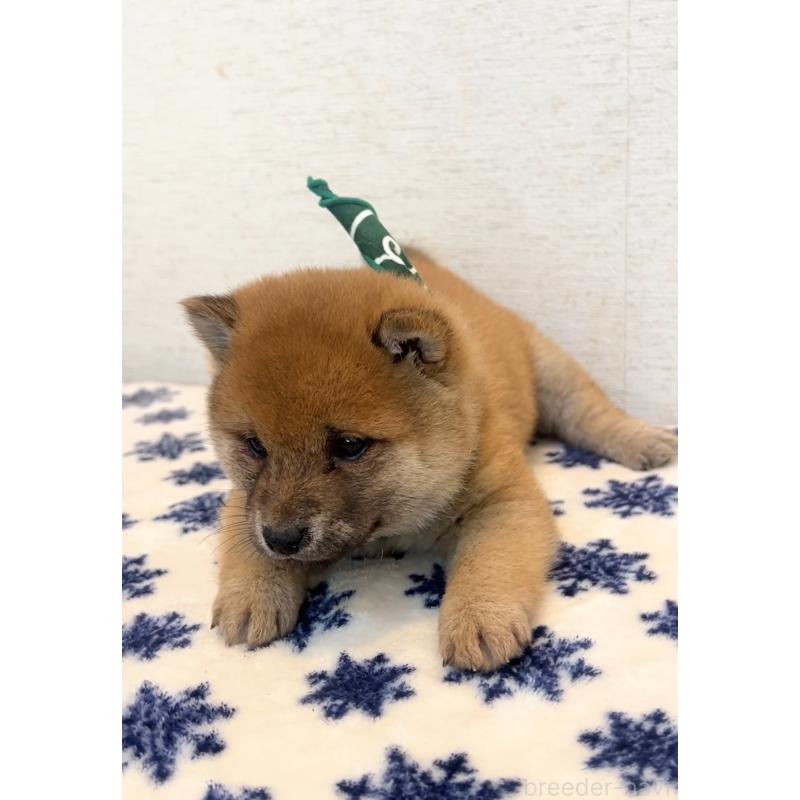 販売中の茨城県の豆柴-448073の2枚目