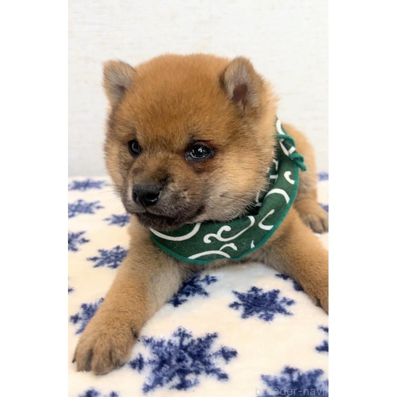 販売中の茨城県の豆柴-448076の5枚目