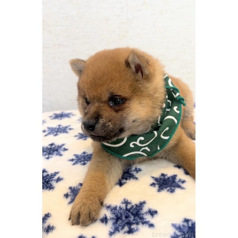 販売中の茨城県の豆柴-448076の4枚目