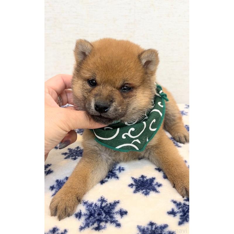 販売中の茨城県の豆柴-448076の3枚目