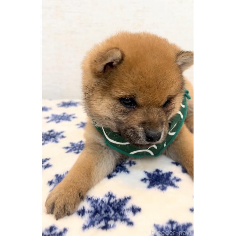 販売中の茨城県の豆柴-448076の2枚目