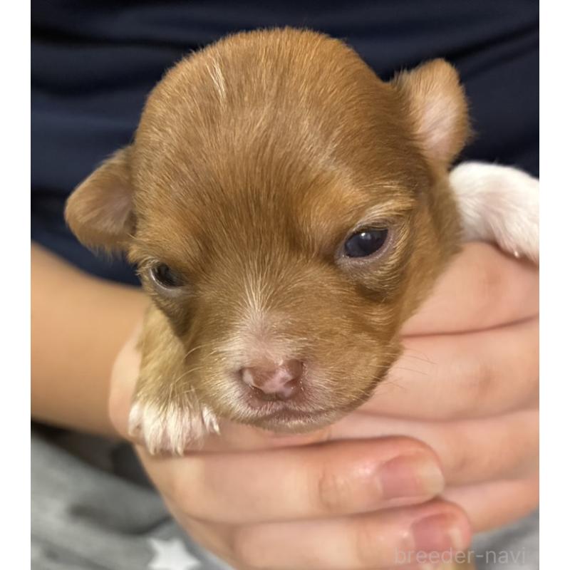 販売中の愛媛県のチワワ(ロングコート)-448078の5枚目