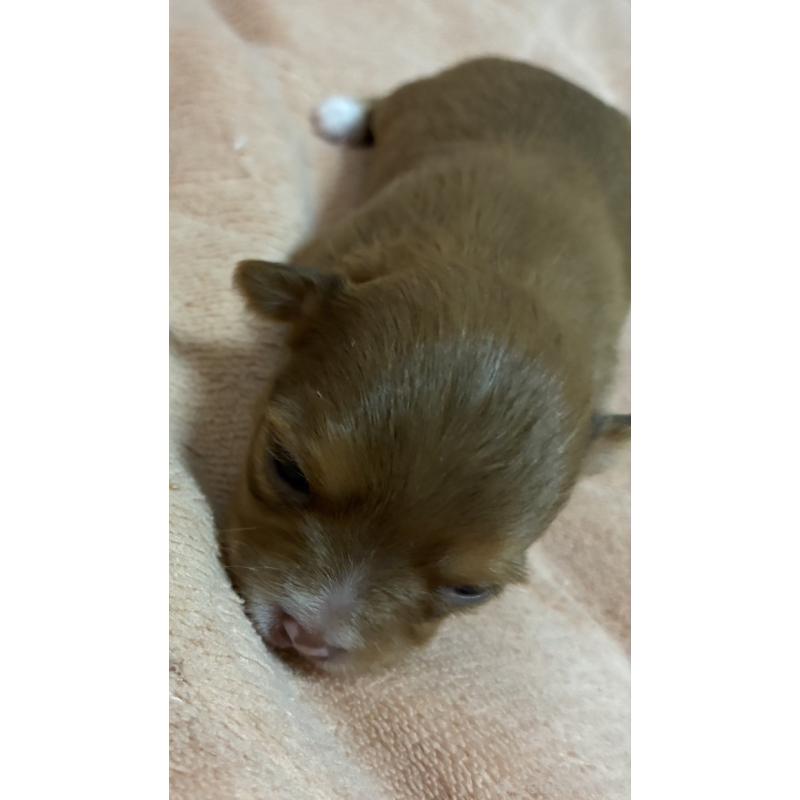 販売中の愛媛県のチワワ(ロングコート)-448078の4枚目