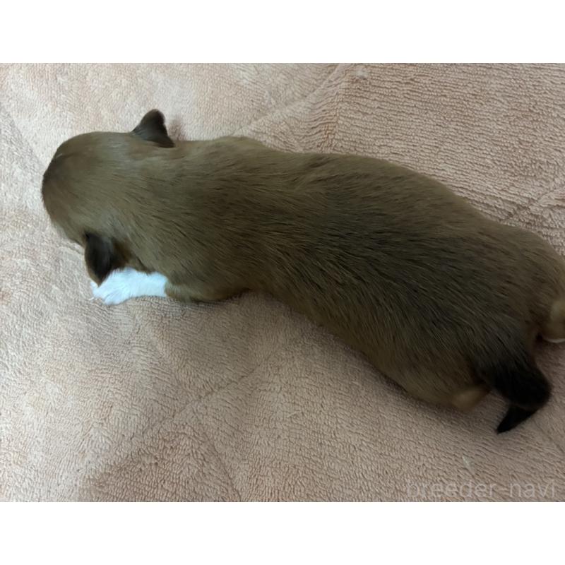 販売中の愛媛県のチワワ(ロングコート)-448078の2枚目