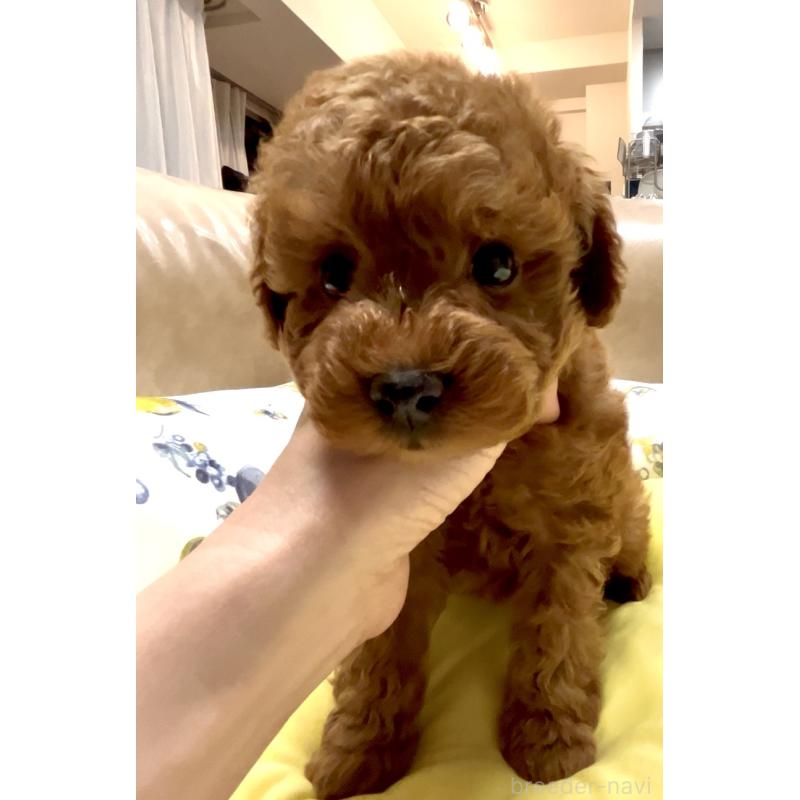 商談中の奈良県のタイニープードル-447056