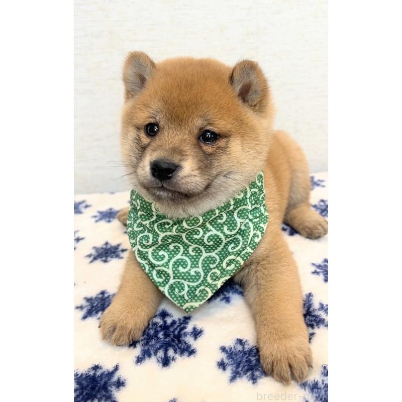 販売中の茨城県の豆柴-448077の5枚目