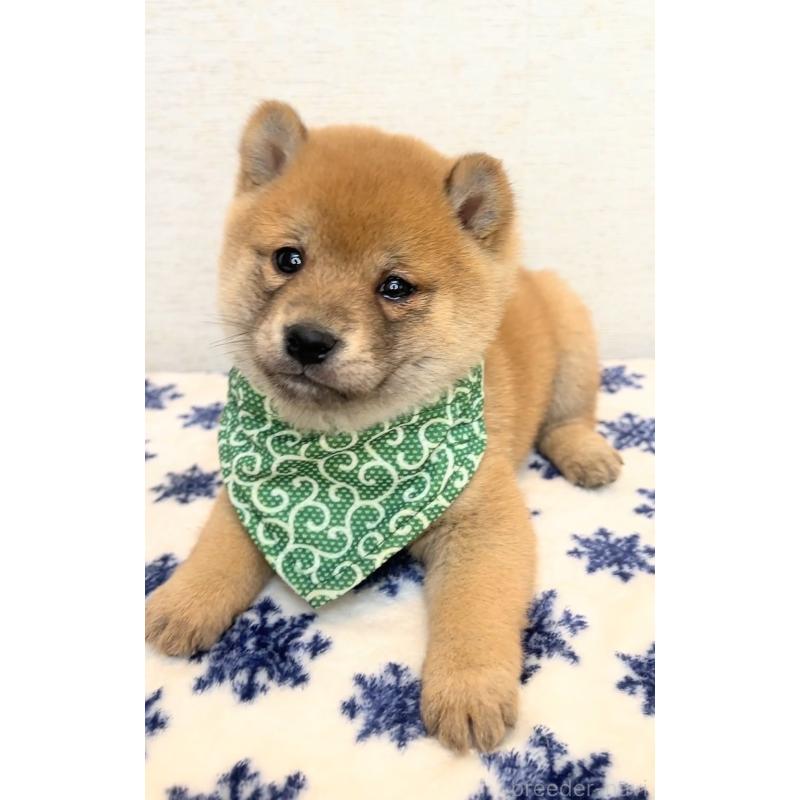 販売中の茨城県の豆柴-448077の4枚目