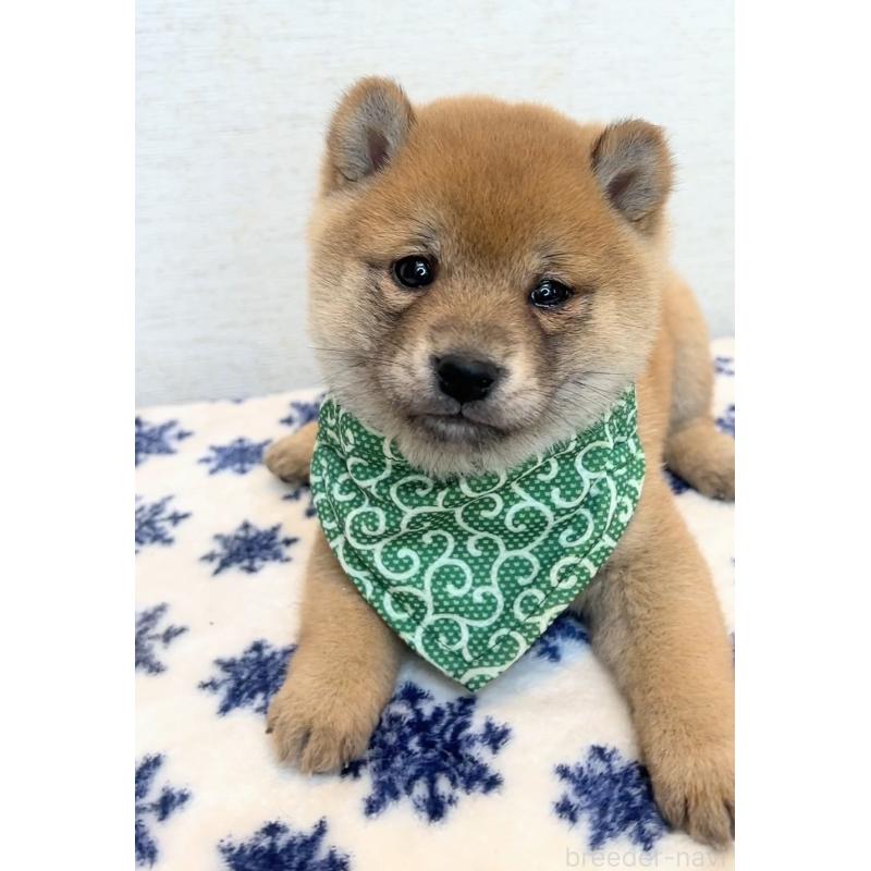 販売中の茨城県の豆柴-448077の3枚目