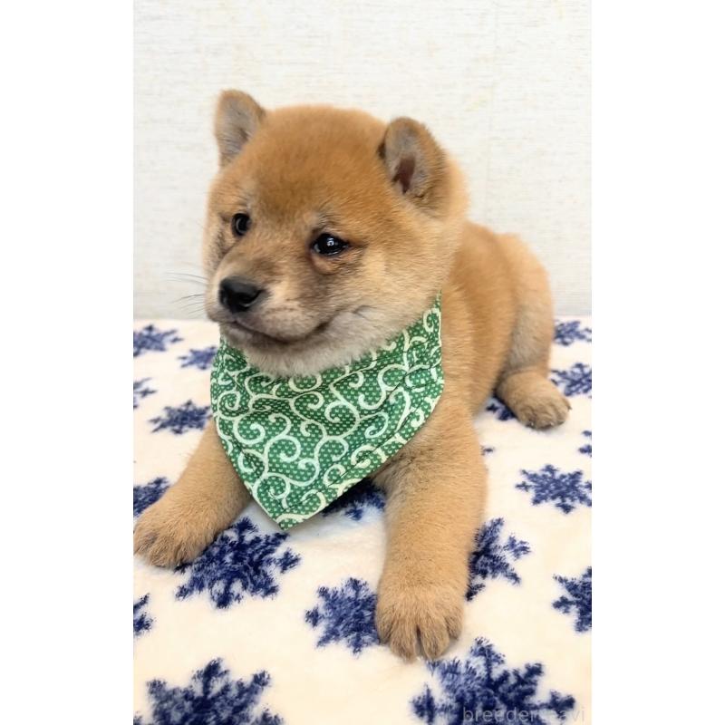 販売中の茨城県の豆柴-448077の2枚目