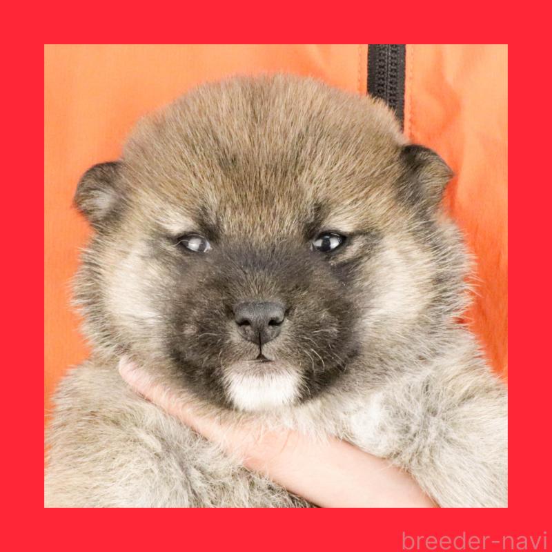 販売中の愛知県の柴犬-445471