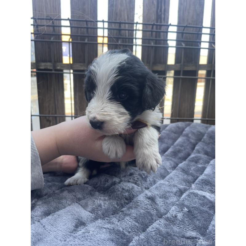 販売中の滋賀県のバーニードゥードル:バーニーズ×スタンダードプードル-448079の5枚目