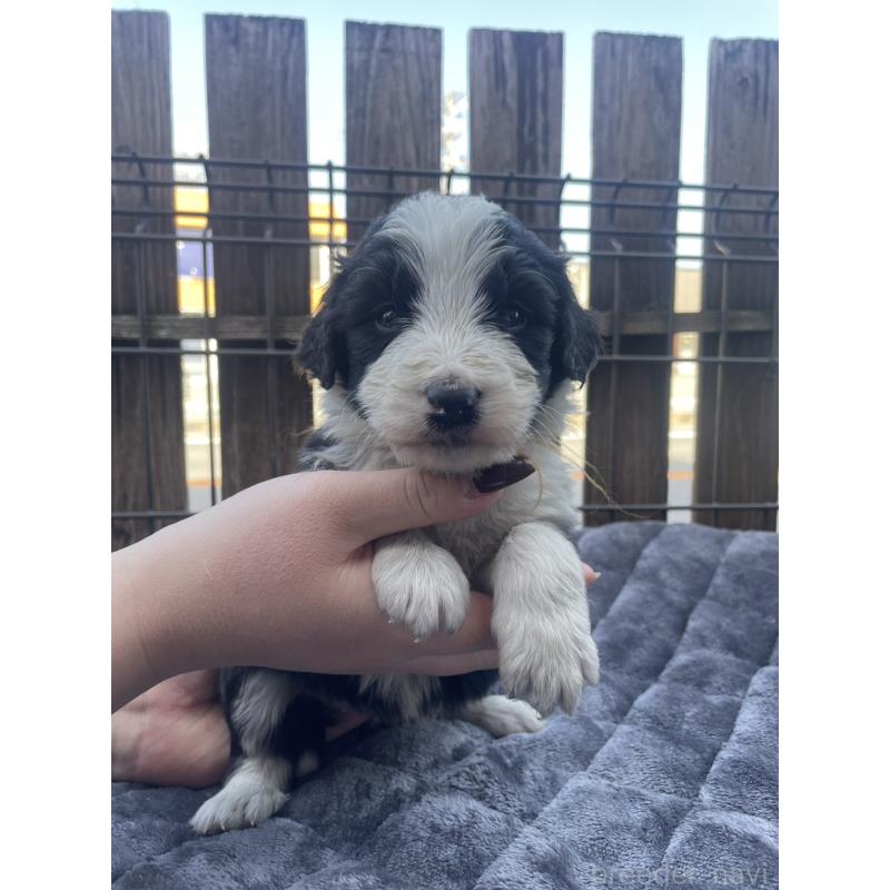 販売中の滋賀県のバーニードゥードル:バーニーズ×スタンダードプードル-448079の1枚目