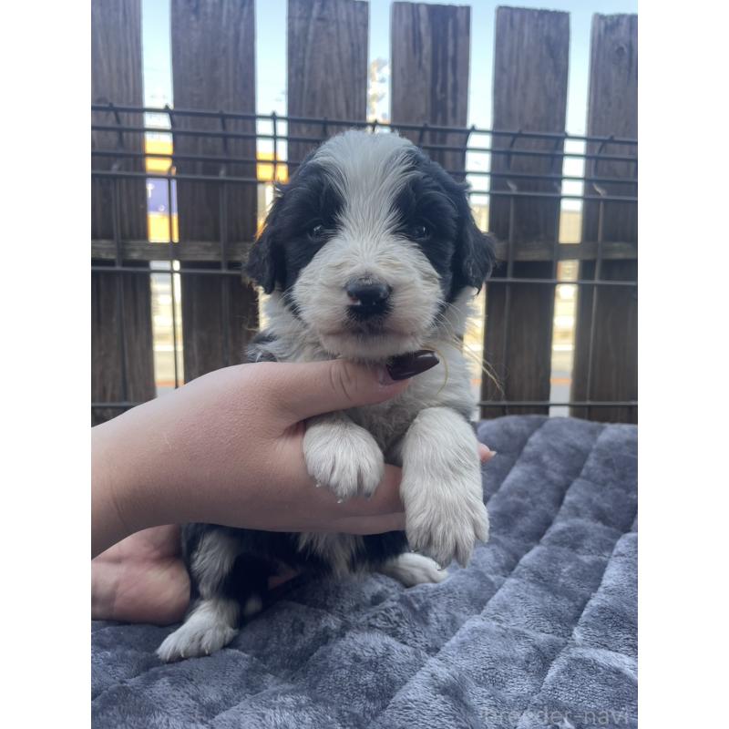 販売中の滋賀県のバーニードゥードル:バーニーズ×スタンダードプードル-448079の4枚目