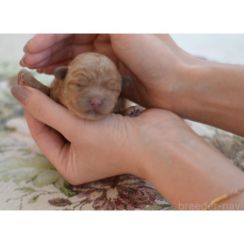 販売中の埼玉県のミックス犬-448080の3枚目