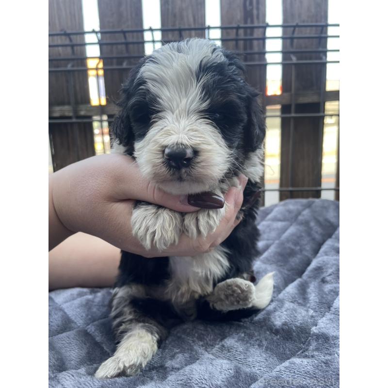 販売中の滋賀県のバーニードゥードル:バーニーズ×スタンダードプードル-443957