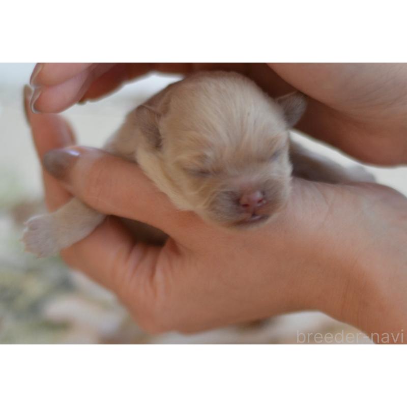 販売中の埼玉県のミックス犬-448081の4枚目