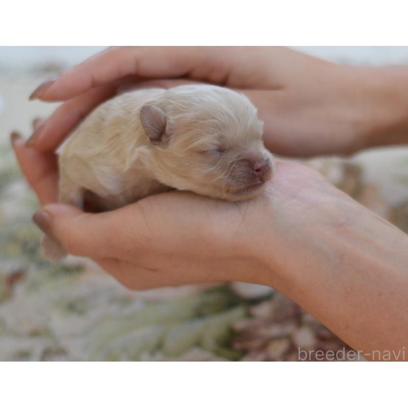 販売中の埼玉県のミックス犬-448081の3枚目