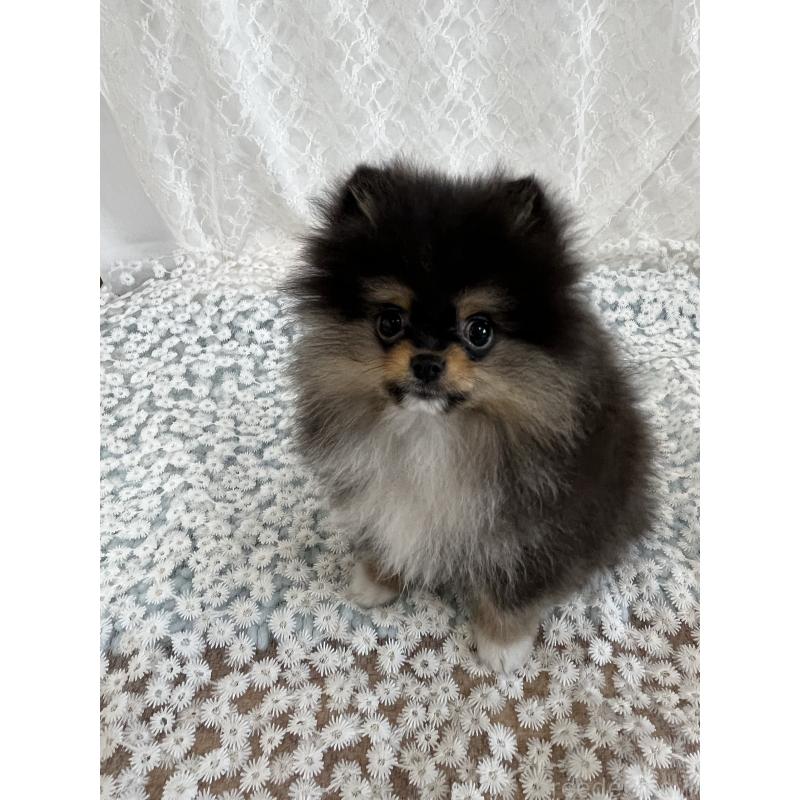 販売中の岡山県のポメラニアン-439082の2枚目