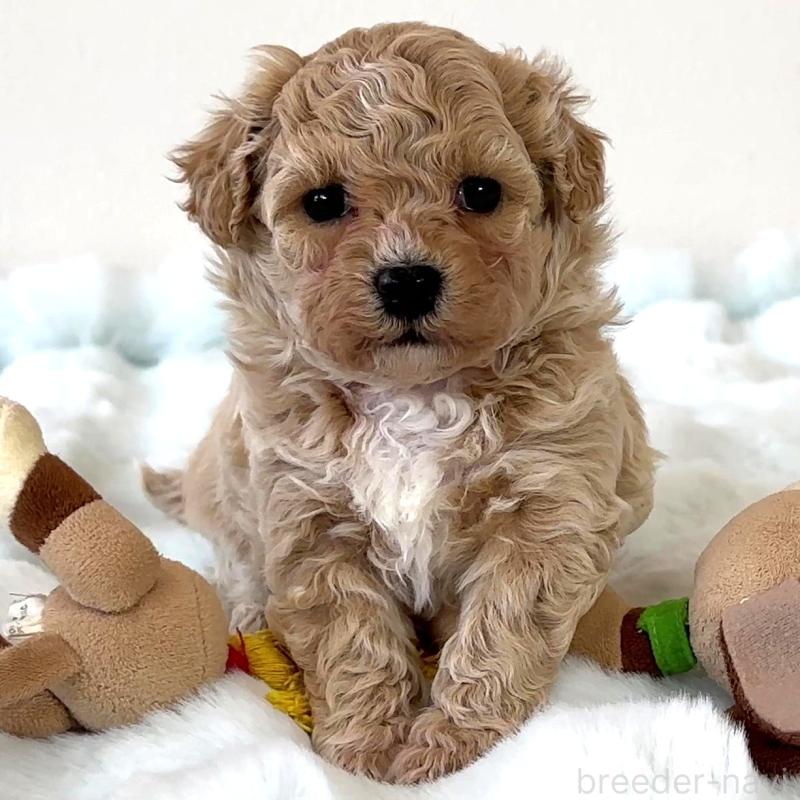 販売中の栃木県のビションプー:ビションフリーゼ×トイプードル-445208