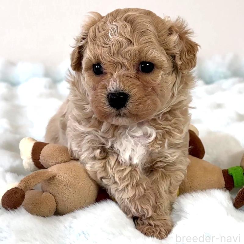 販売中ののビションプー:ビションフリーゼ×トイプードル-445208