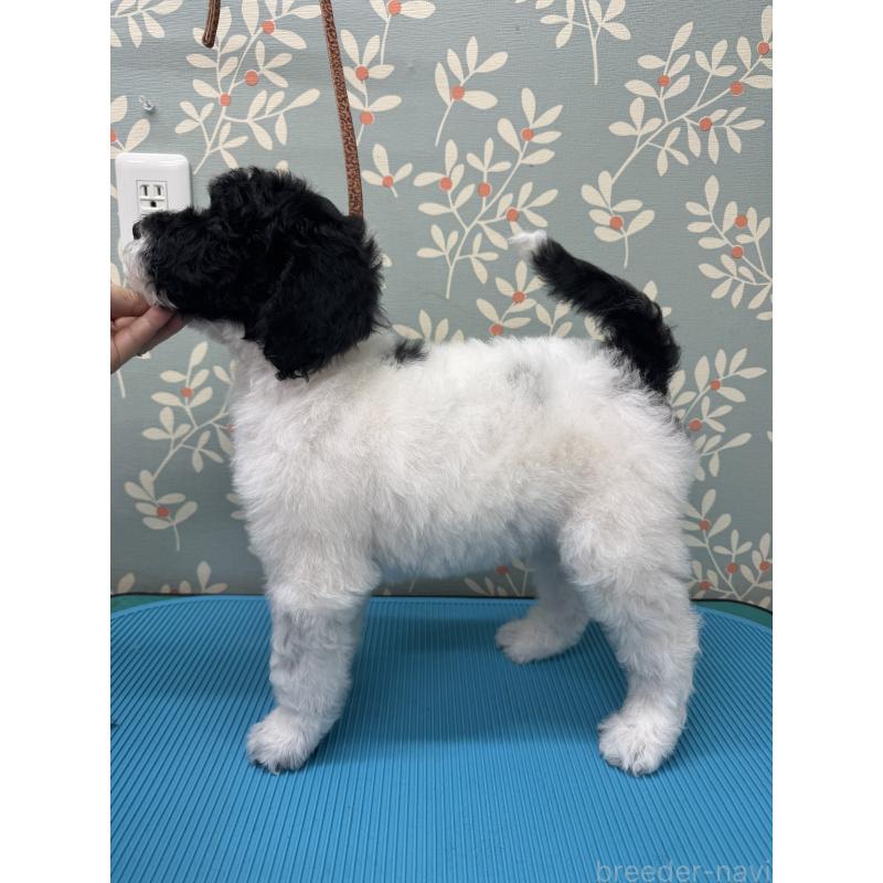 販売中の千葉県のスタンダードプードル-440207の8枚目