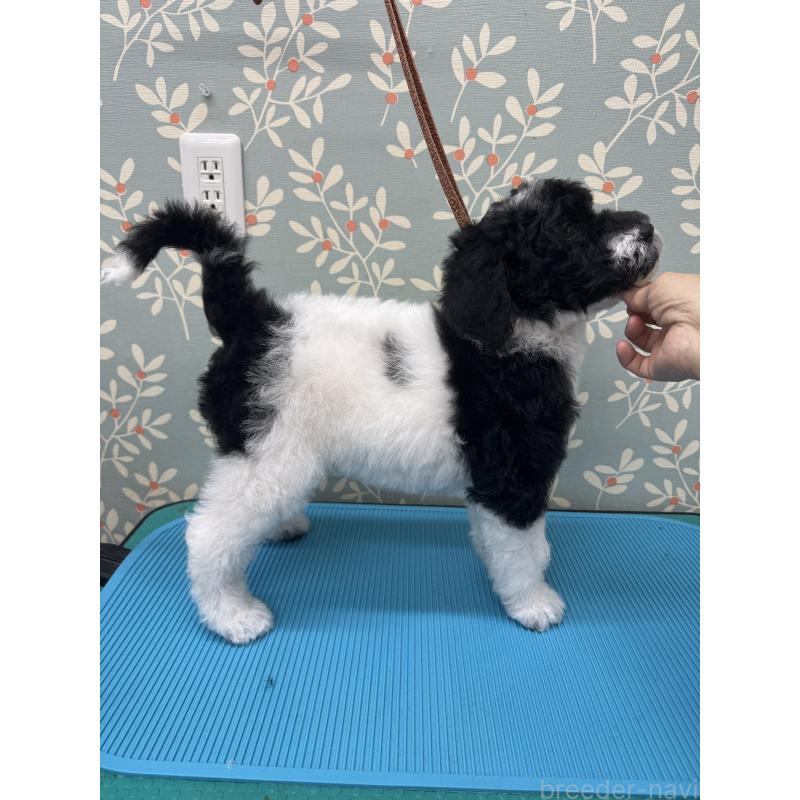 販売中の千葉県のスタンダードプードル-440207の7枚目