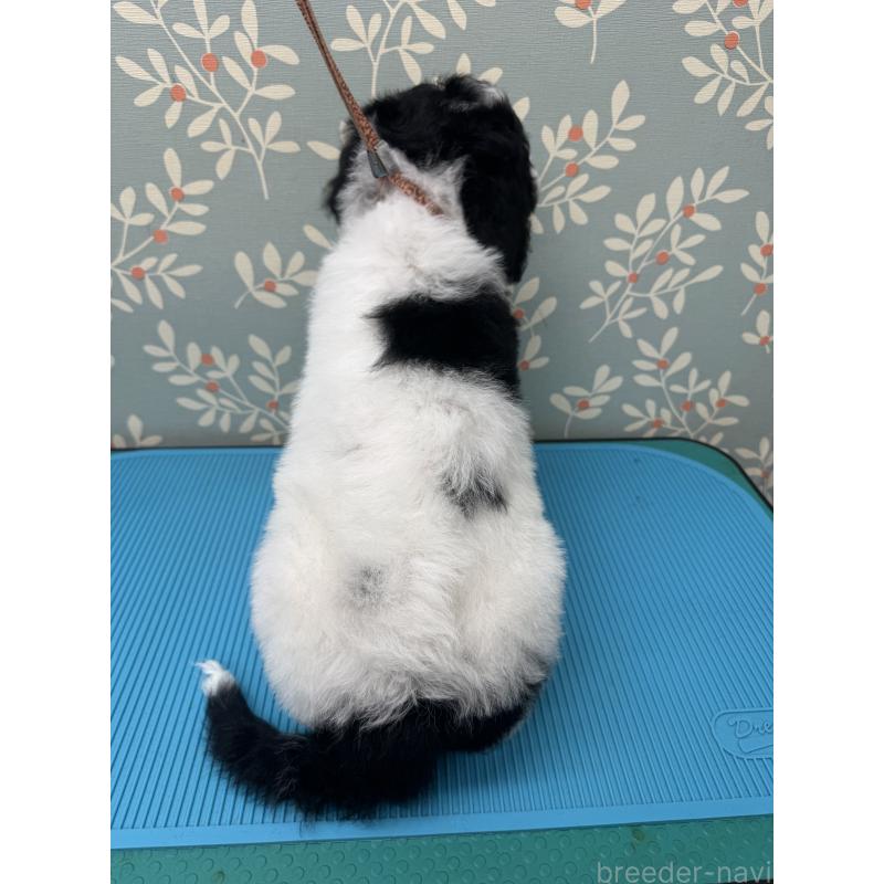 販売中の千葉県のスタンダードプードル-440207の6枚目