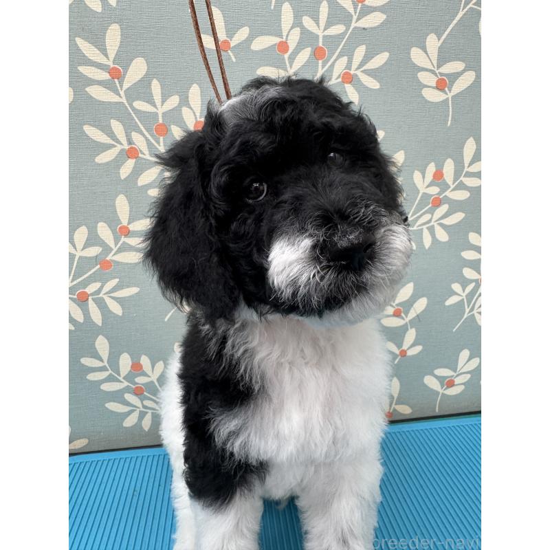 販売中の千葉県のスタンダードプードル-440207の5枚目