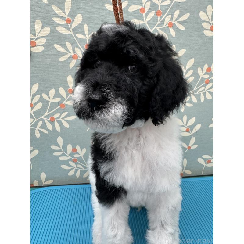 販売中の千葉県のスタンダードプードル-440207の4枚目