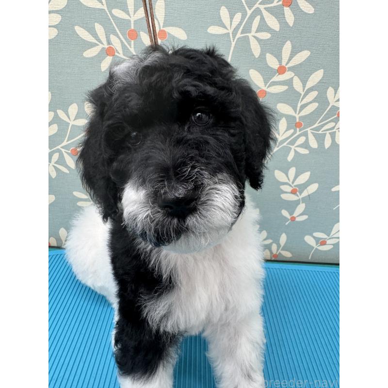 販売中の千葉県のスタンダードプードル-440207の3枚目