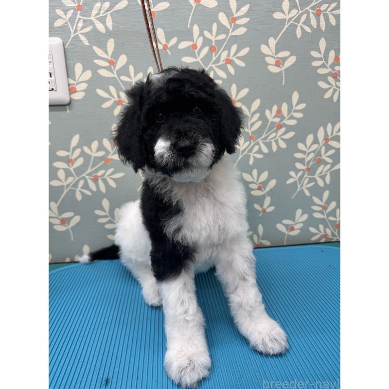 販売中の千葉県のスタンダードプードル-440207の2枚目