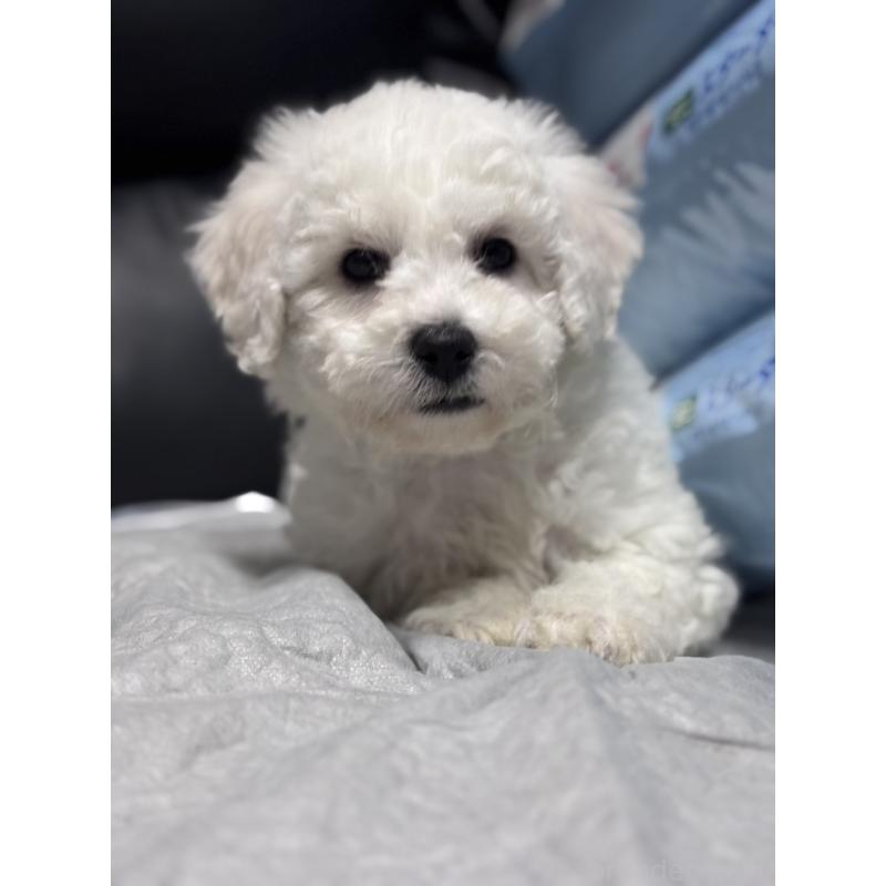 商談中の滋賀県のビションフリーゼ-438892の8枚目