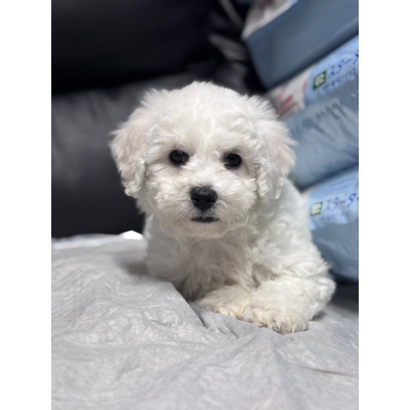 商談中の滋賀県のビションフリーゼ-438892の7枚目