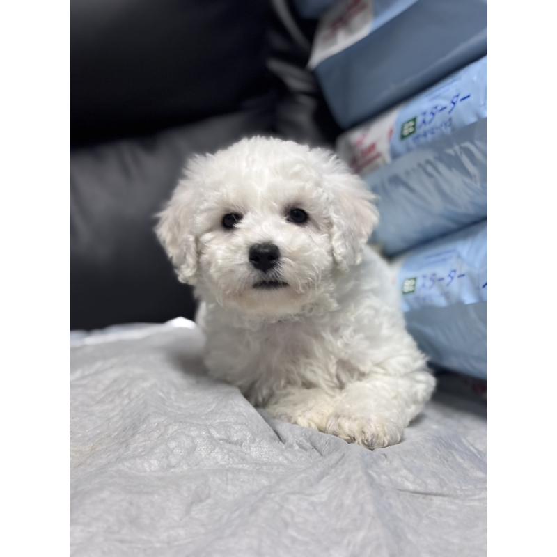 商談中の滋賀県のビションフリーゼ-438892の6枚目