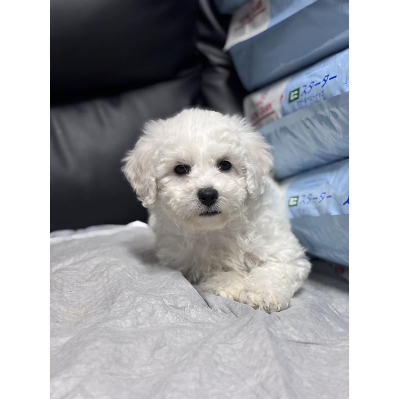 商談中の滋賀県のビションフリーゼ-438892の5枚目