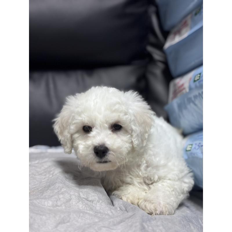 商談中の滋賀県のビションフリーゼ-438892の4枚目