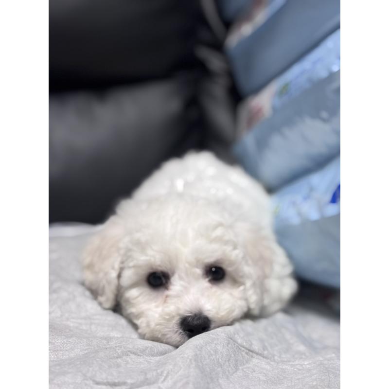 商談中の滋賀県のビションフリーゼ-438892の3枚目