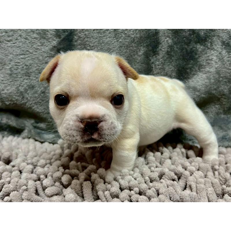 販売中の愛知県のフレンチブルドッグ-448082の8枚目