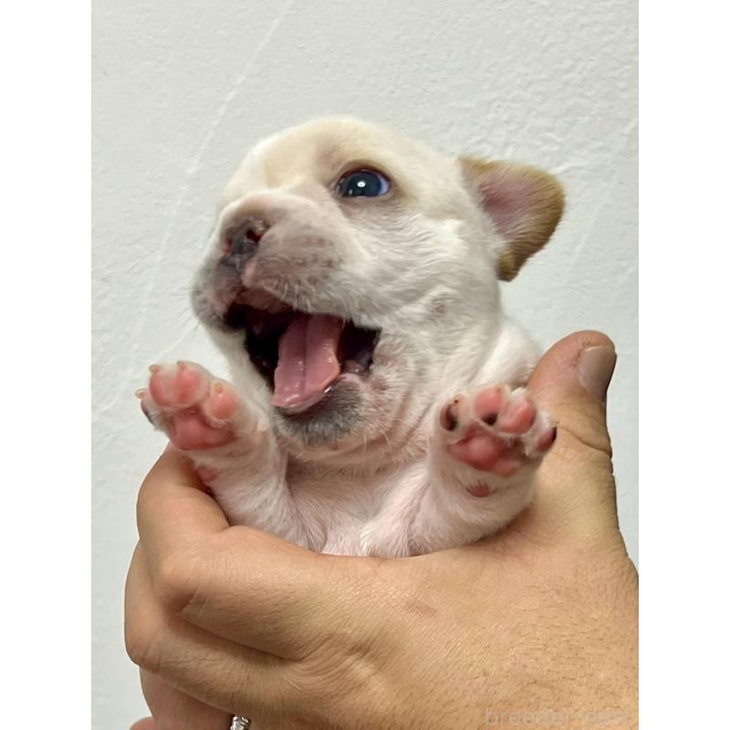 販売中の愛知県のフレンチブルドッグ-448082の6枚目