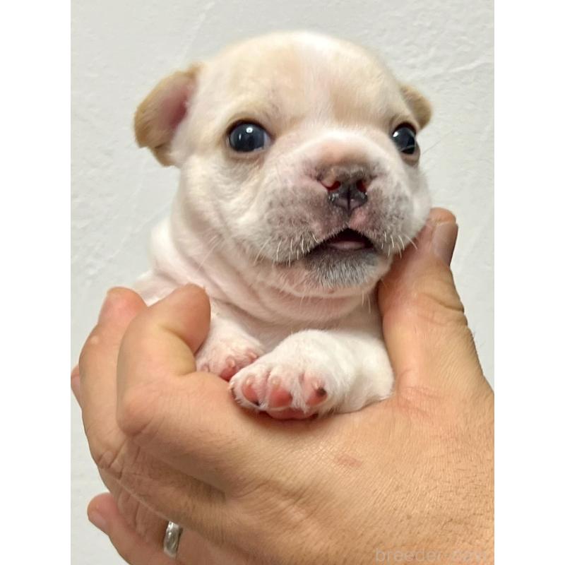 販売中の愛知県のフレンチブルドッグ-448082の4枚目