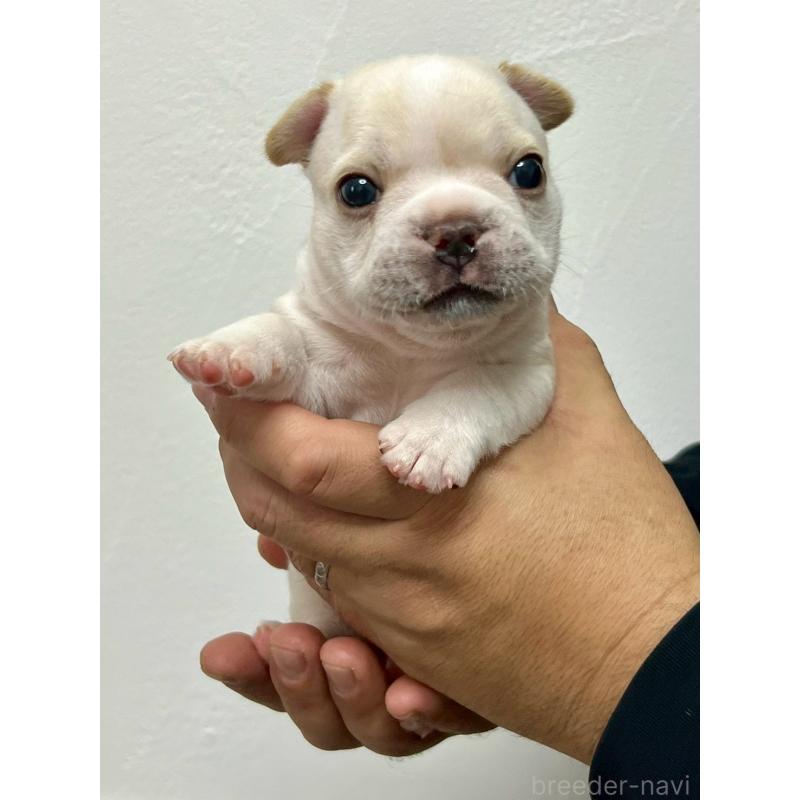 販売中の愛知県のフレンチブルドッグ-448082の2枚目
