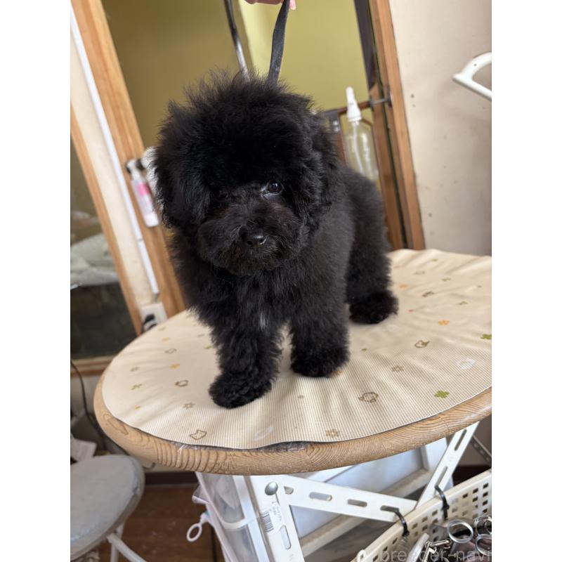 販売中の福岡県のトイプードル-440204の2枚目