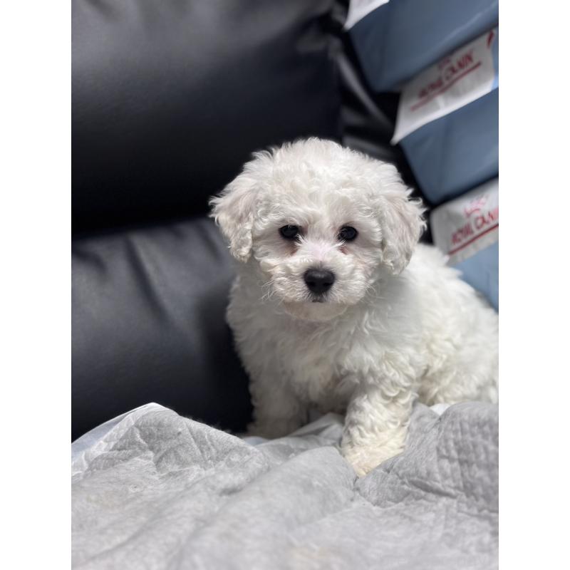 販売中の滋賀県のビションフリーゼ-438894の5枚目