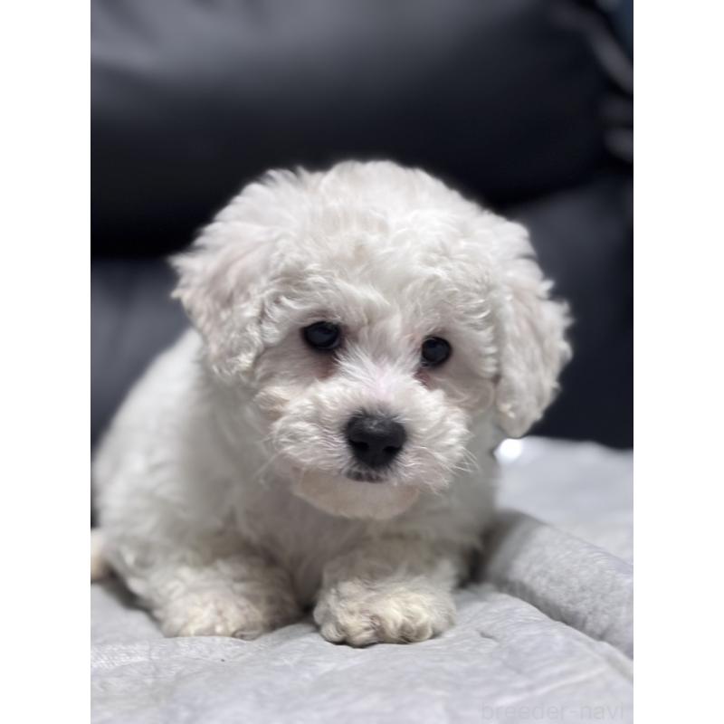 販売中の滋賀県のビションフリーゼ-438894の3枚目