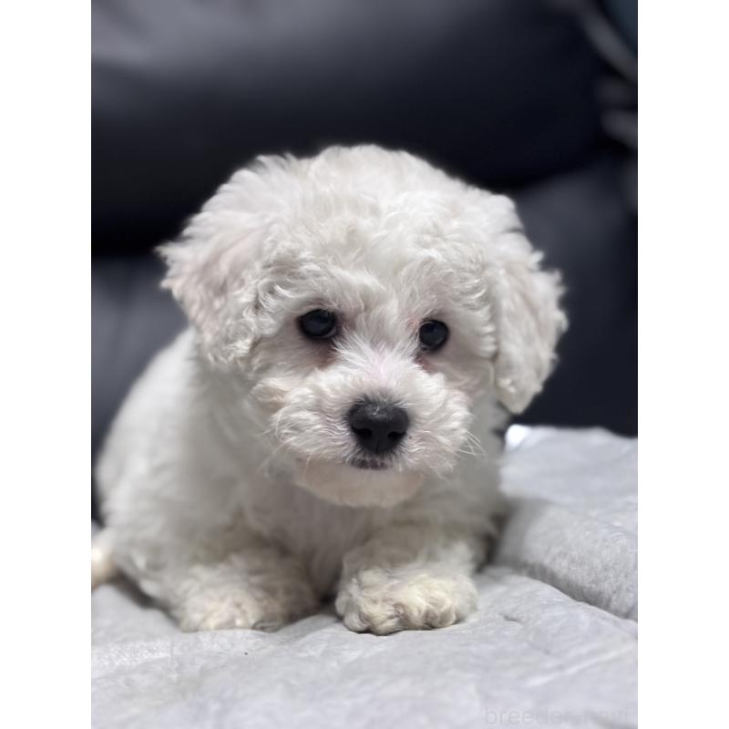 販売中の滋賀県のビションフリーゼ-438894の2枚目