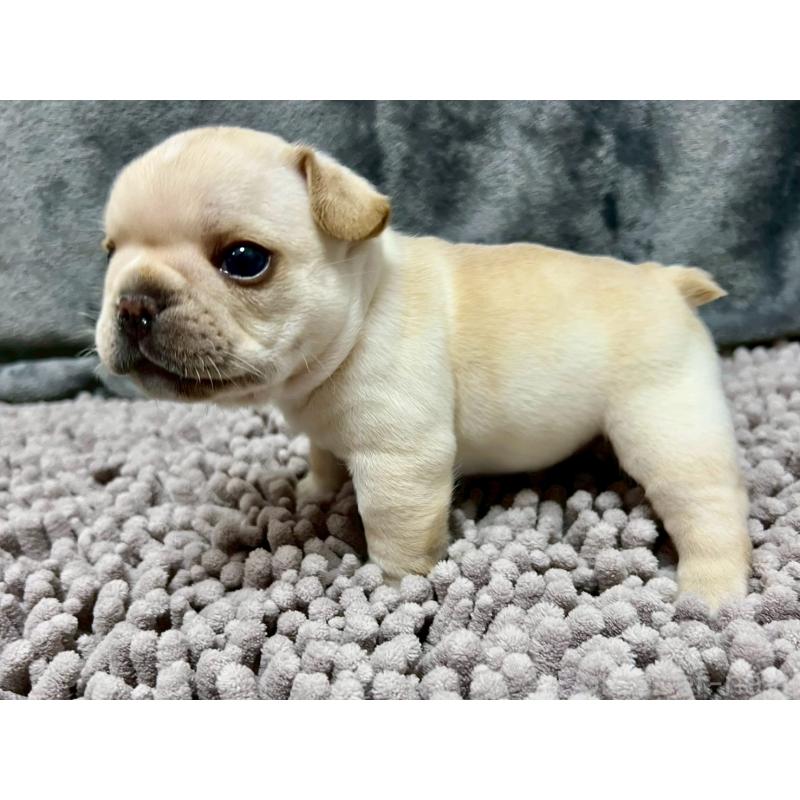 販売中の愛知県のフレンチブルドッグ-448083の5枚目