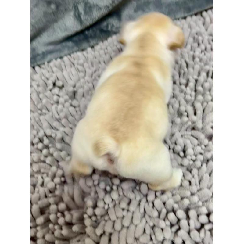 販売中の愛知県のフレンチブルドッグ-448083の4枚目