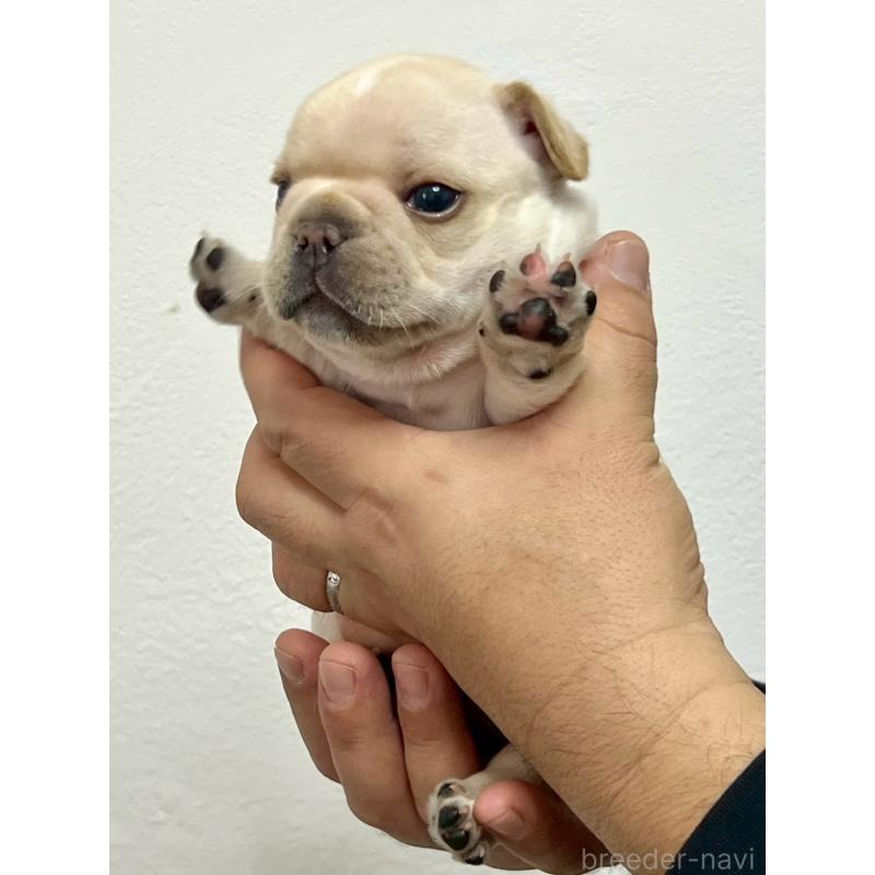 販売中の愛知県のフレンチブルドッグ-448083の3枚目
