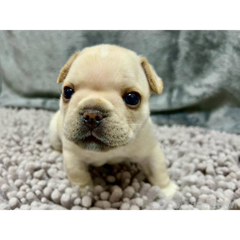 販売中の愛知県のフレンチブルドッグ-448083の2枚目