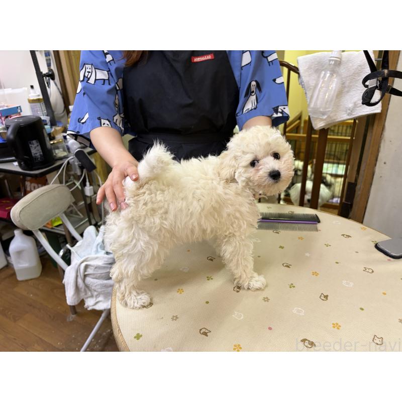 販売中の福岡県のトイプードル-440201の2枚目